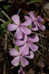 Sticky catchfly